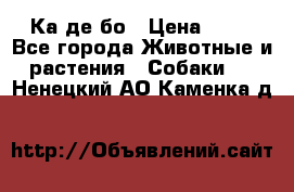 Ка де бо › Цена ­ 25 - Все города Животные и растения » Собаки   . Ненецкий АО,Каменка д.